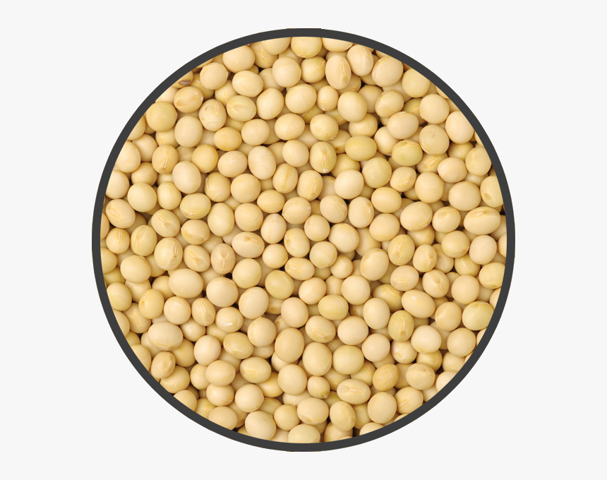Soybean Png, Transparent Png