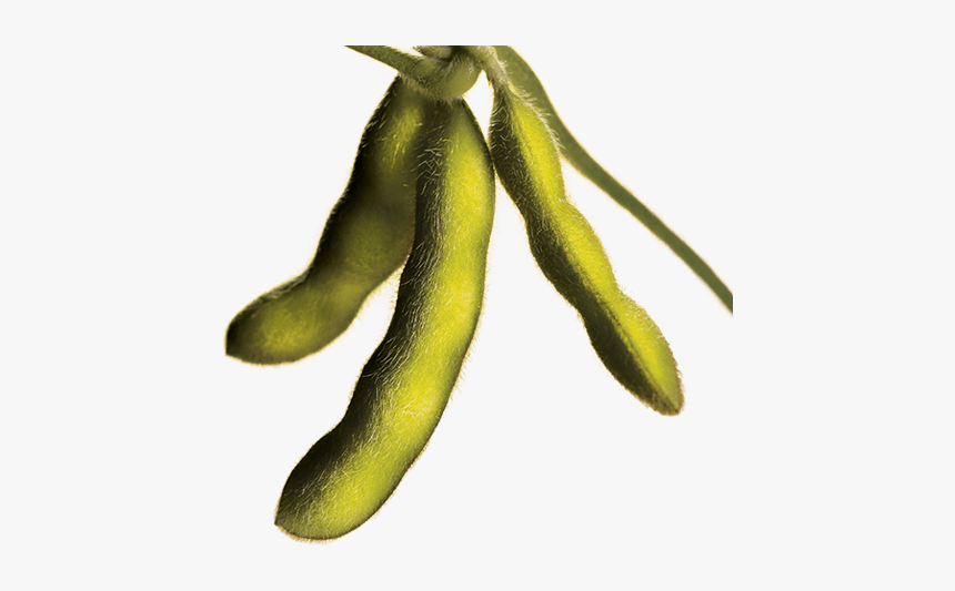 Clip Art Pictures Of Soybeans, HD Png Download