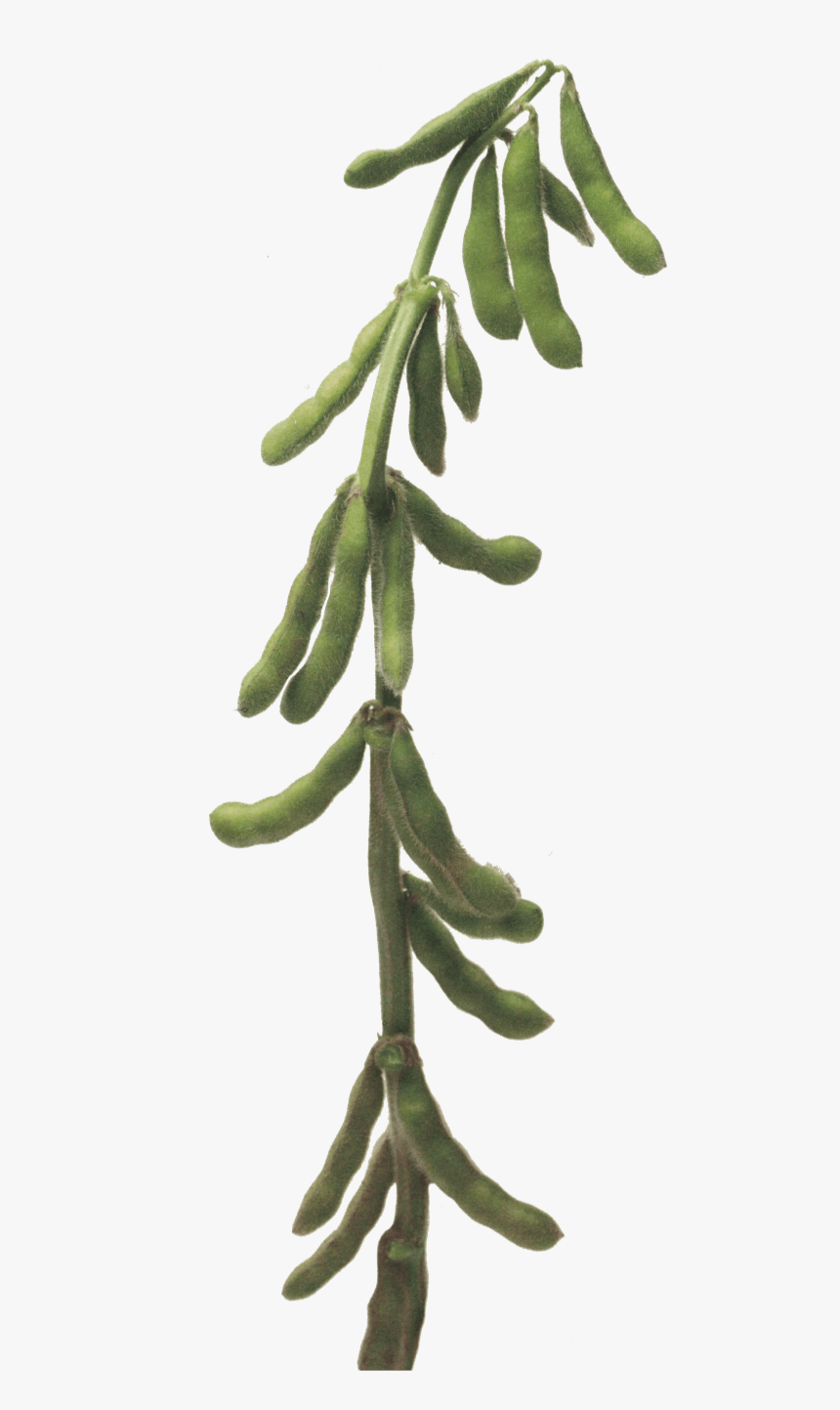 Soybean Stalk, HD Png Download