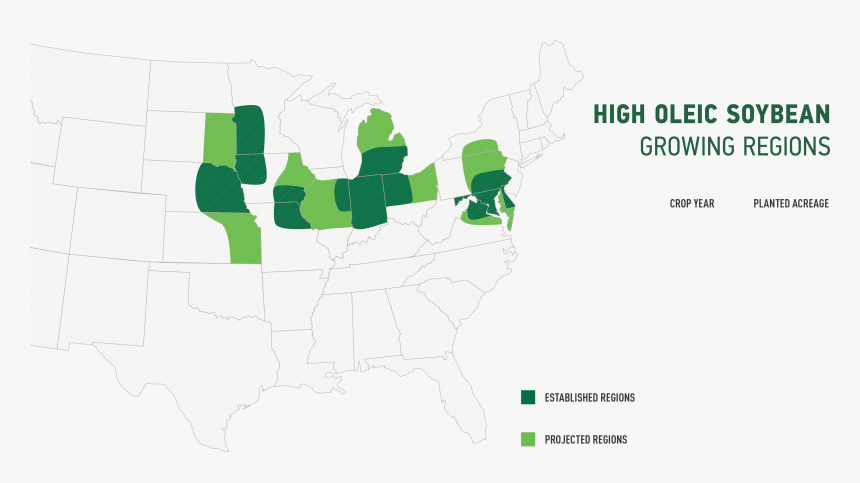 Transparent Soybeans Png, Png Download