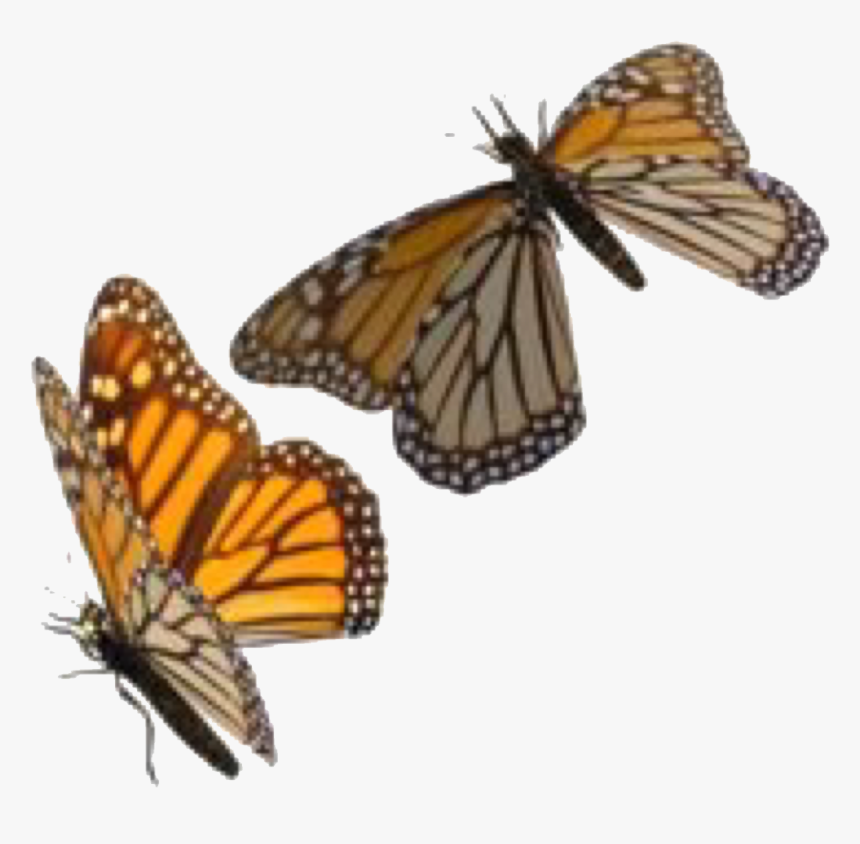 Image, HD Png Download