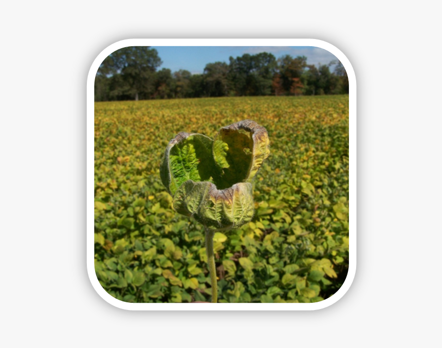 Herbicide-damaged Soybeans From Dicamba Drift, HD Png Download