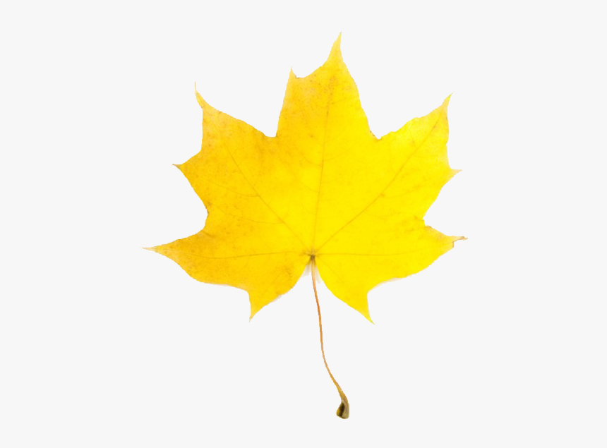 Autumn Pngs, Transparent Png