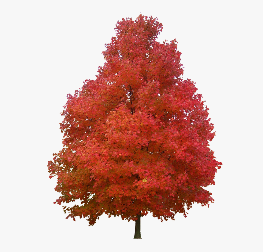 Autumn Pngs, Transparent Png