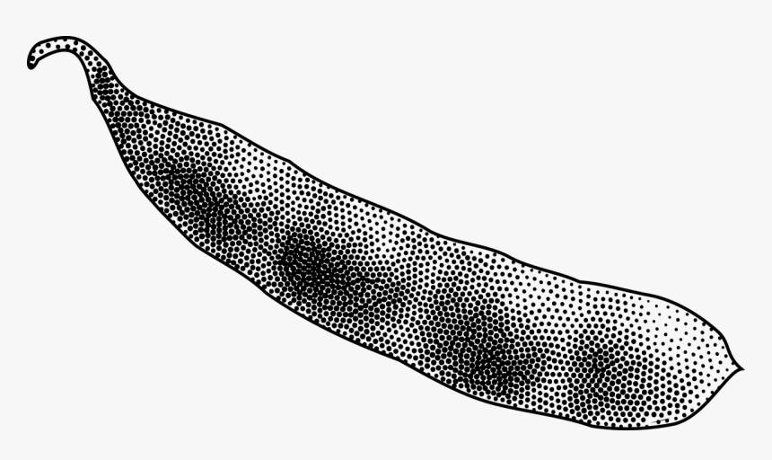 Soybeans Png, Transparent Png