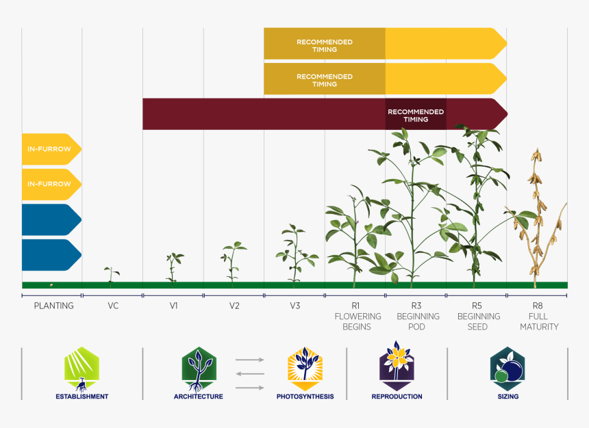 Soybeans Png, Transparent Png