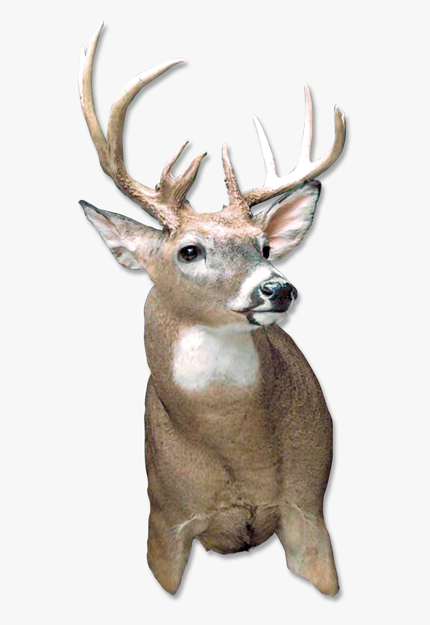 Hide And Seek Png, Transparent Png