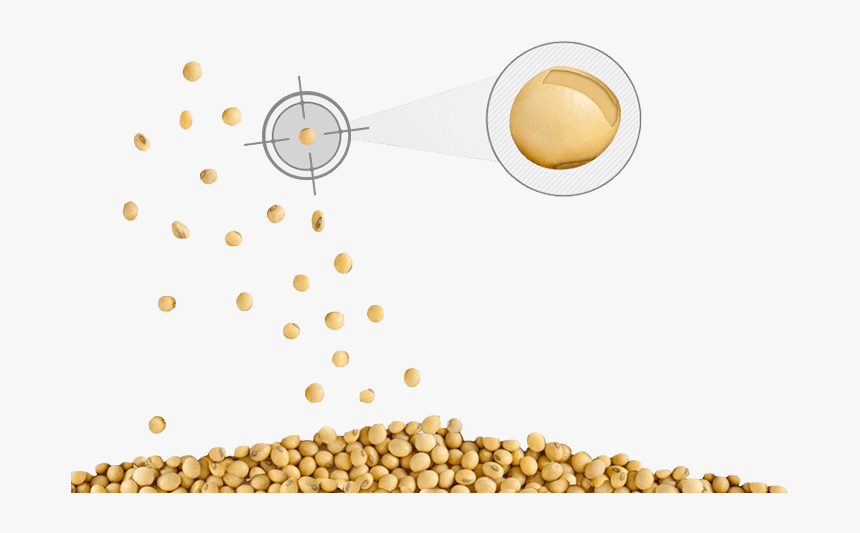 Soybeans Png, Transparent Png