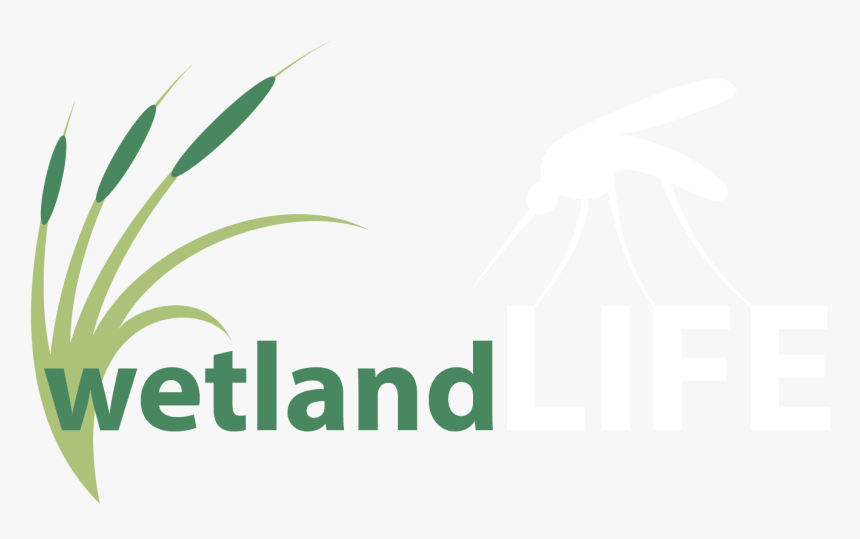 Hide And Seek Png, Transparent Png