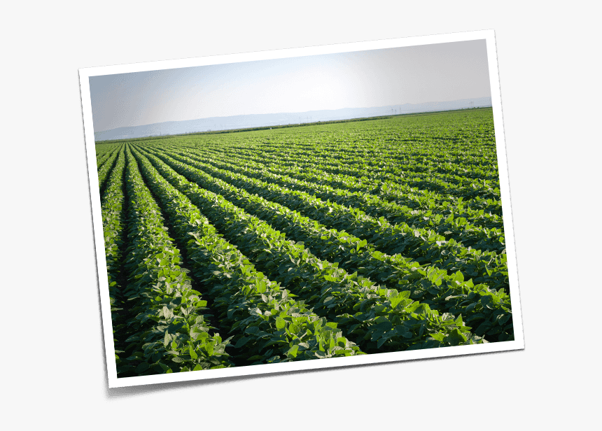 Kidney Beans On Field, HD Png Download
