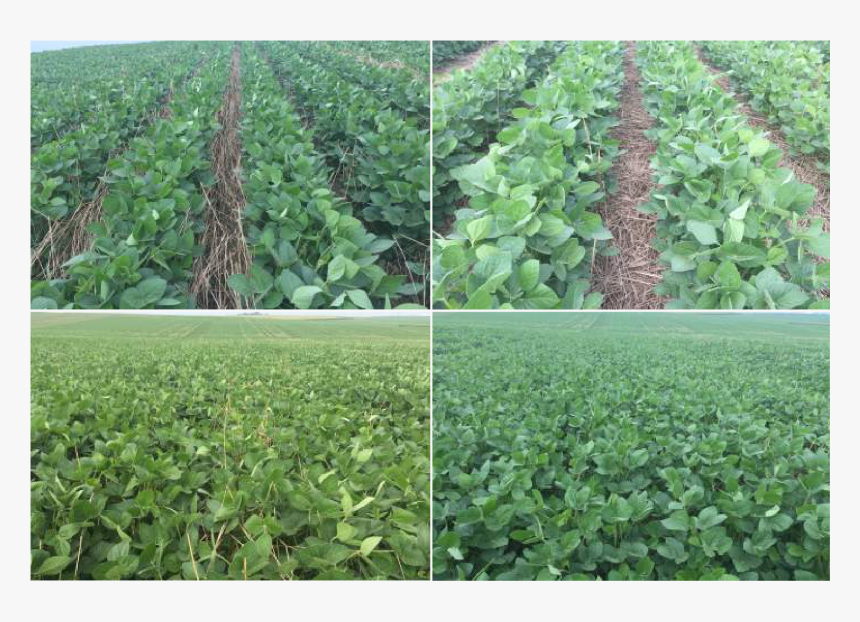 Rolling Cc & Sb Row Width Photo - Field, HD Png Download