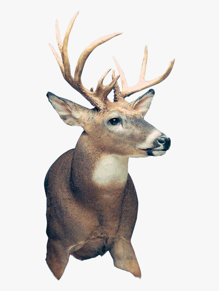 Elk, HD Png Download