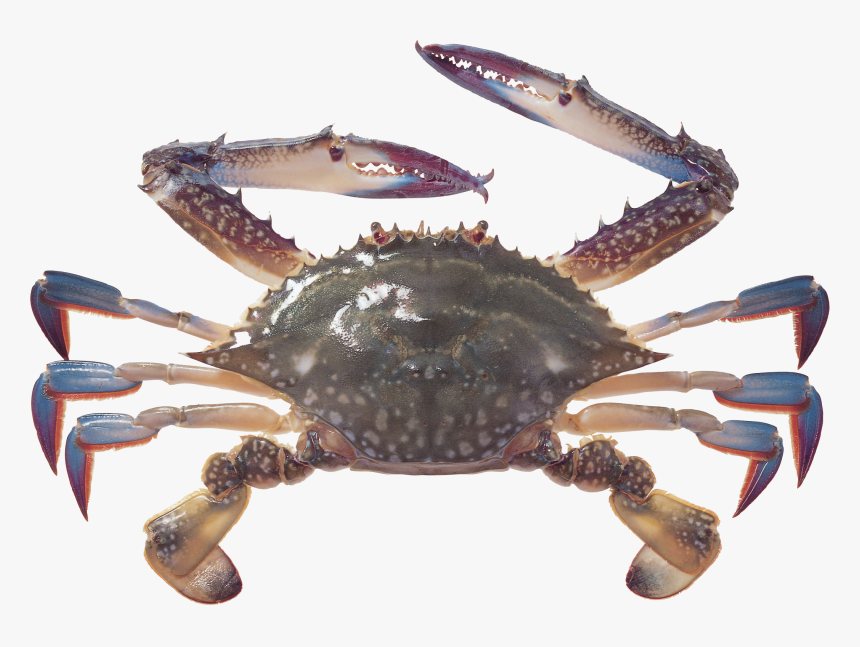 Transparent Crabs Clipart - Blue Crab Transparent Background, HD Png Download