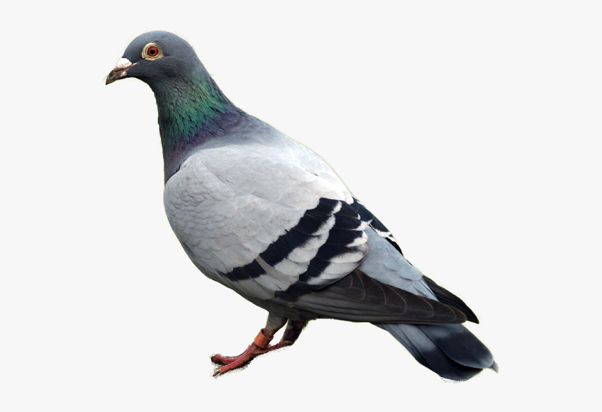 Pigeon Png Image - Pigeon Png Transparent, Png Download