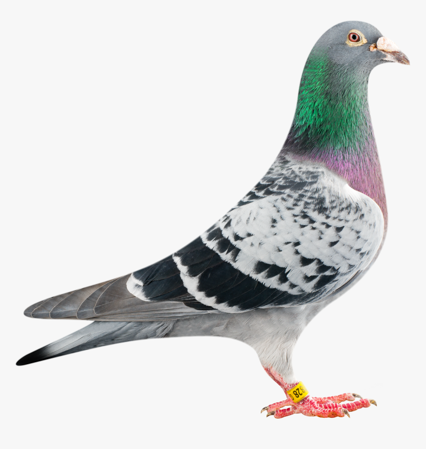 Pigeon Transparent Png - Racing Pigeon Png Transparent, Png Download