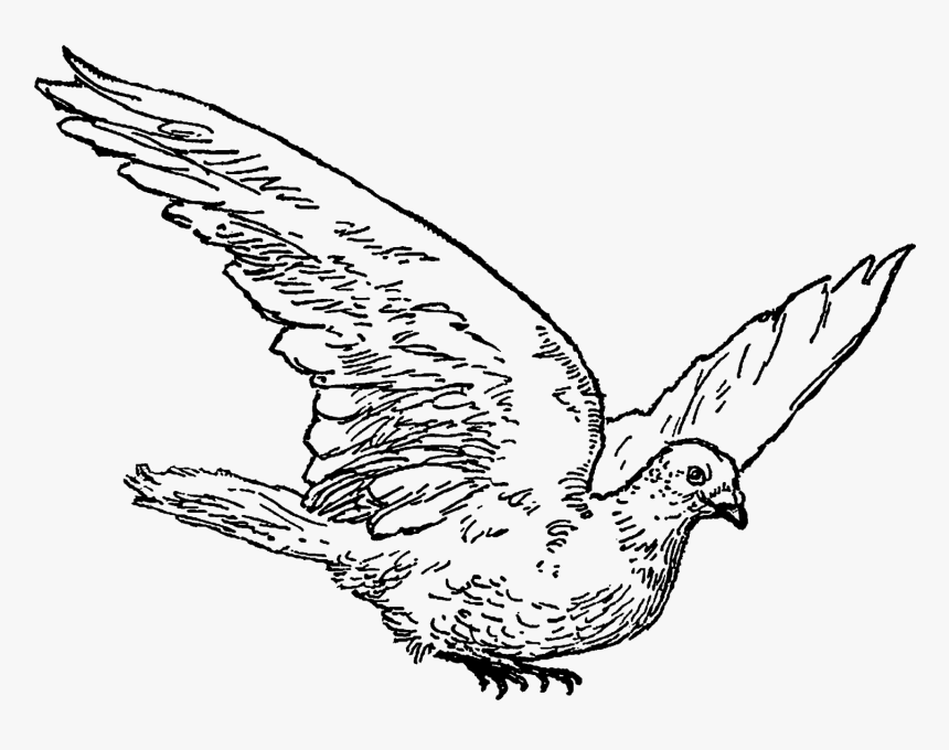 Vintage Dove Drawing, HD Png Download