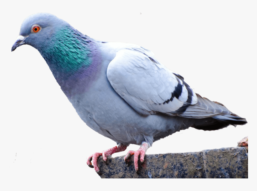 Pigeon Png - Pigeon On Transparent Background, Png Download