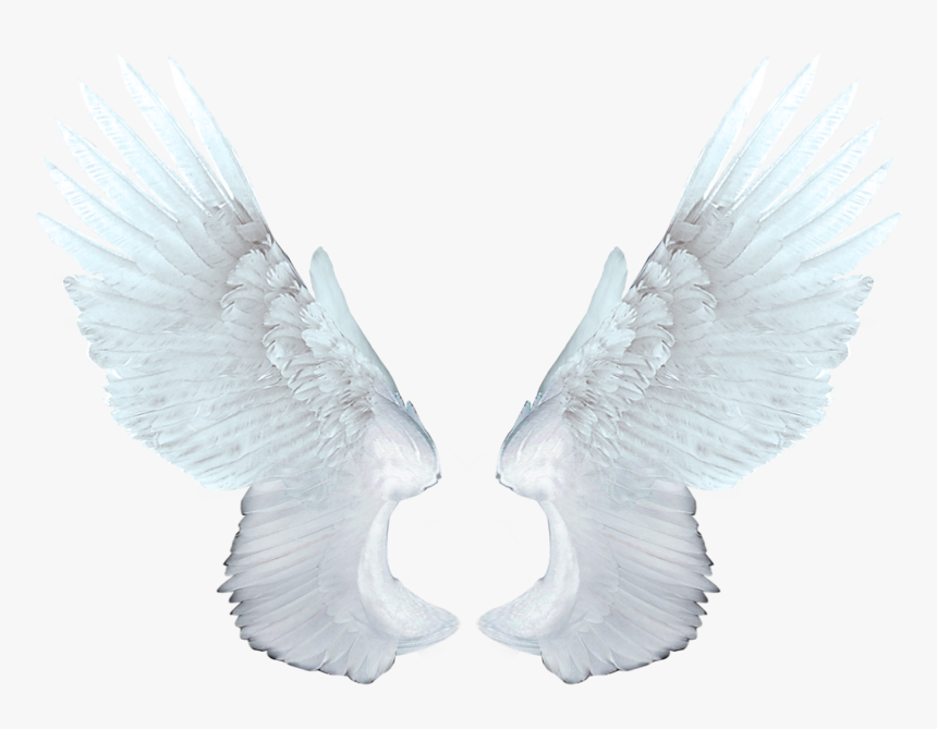 Wings Angel Png - White Angel Wings Png, Transparent Png