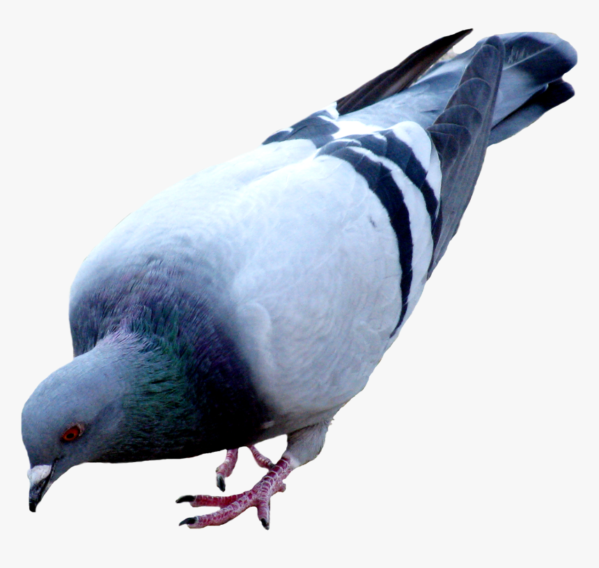 Pigeon - Pigeon Png, Transparent Png
