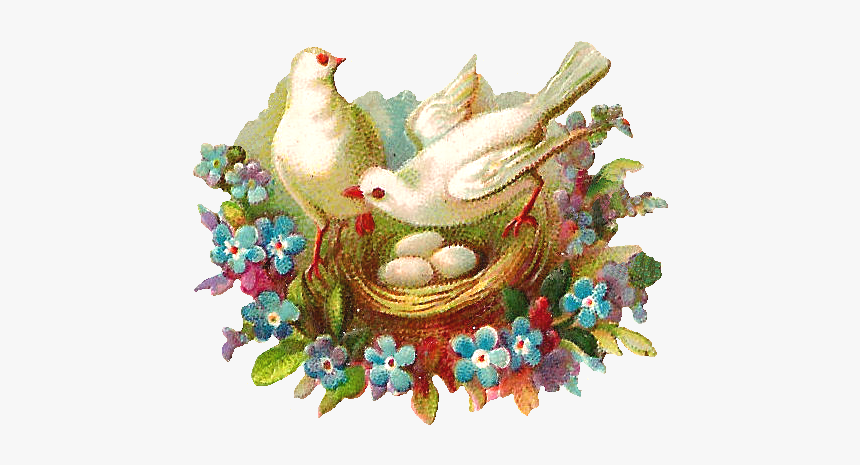Bird Nest, HD Png Download
