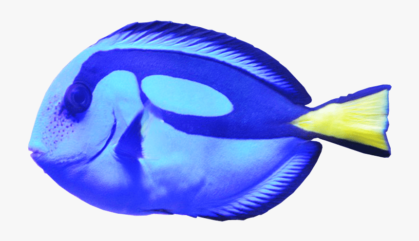 Blue Tang Fish Png Image - Coral Reef Fish, Transparent Png