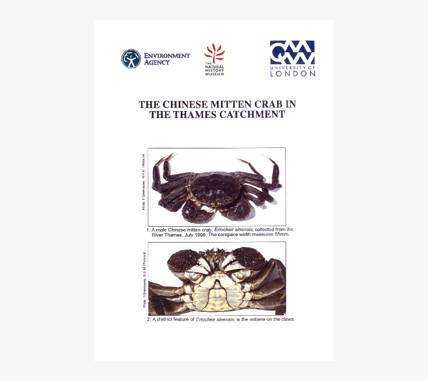 Dungeness Crab, HD Png Download