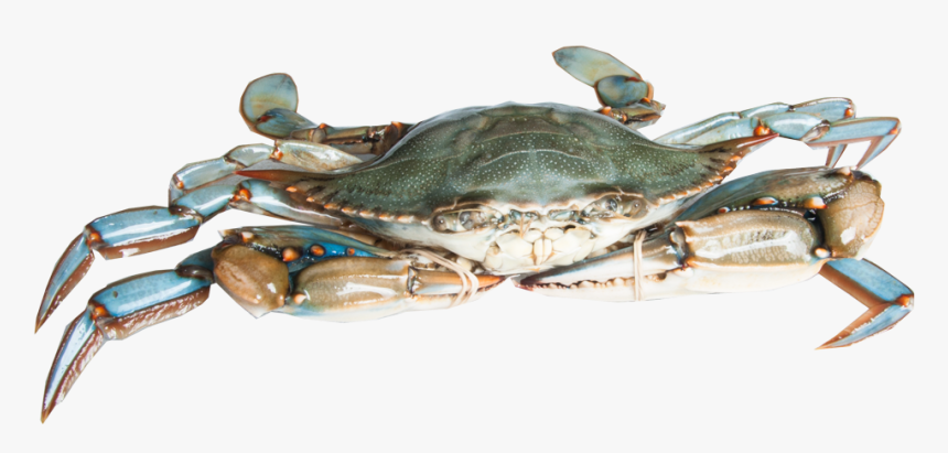 Blue Crab Png, Transparent Png