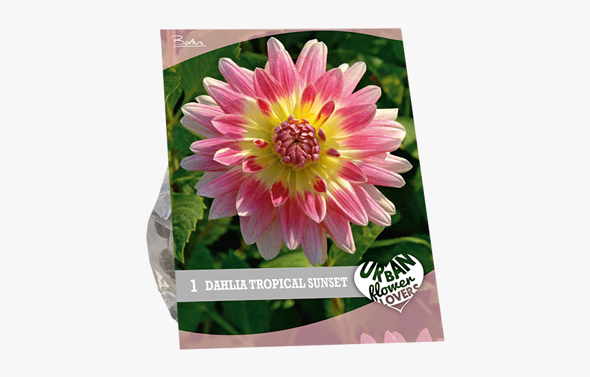 Dahlia Tropical Sunset, HD Png Download