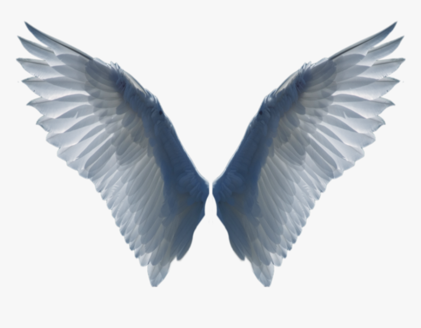 Wings Png - Bird Wing Png, Transparent Png