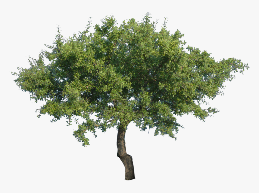 Tree Png - Дерево Пнг, Transparent Png