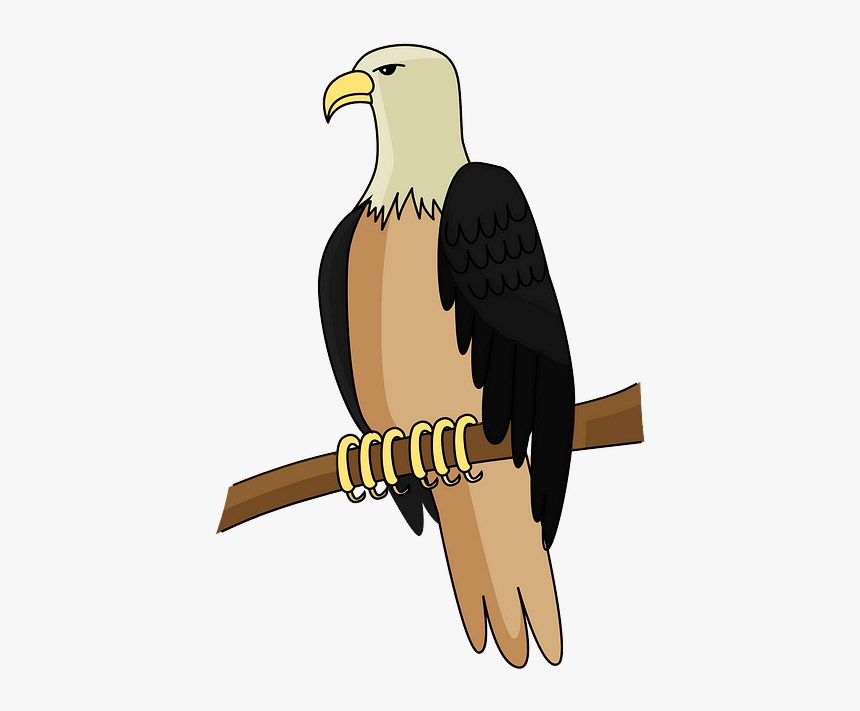 Bald Eagle, HD Png Download
