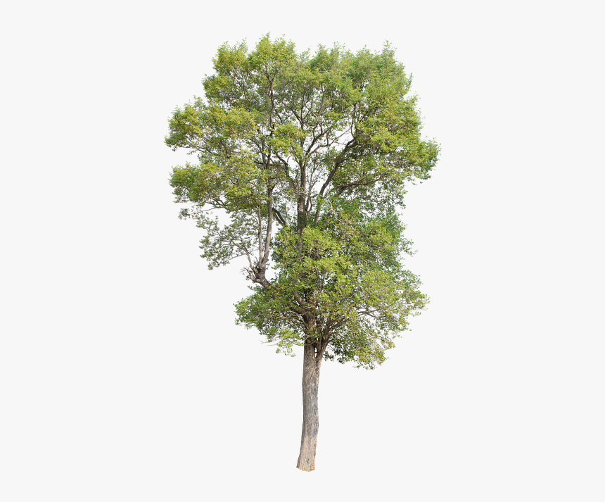 Tree, Green, Isolated, Garden, Forest, Decoration - Isolated Oak Tree Png, Transparent Png