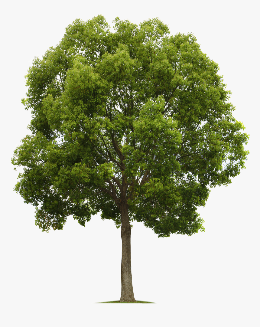 Birch Trees Png, Transparent Png