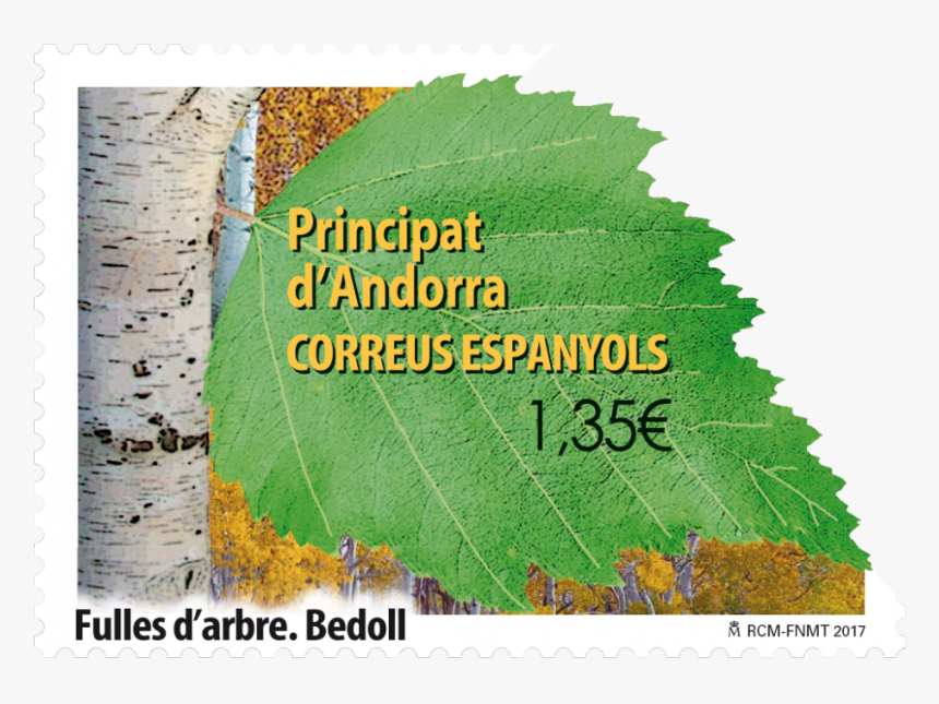 Canoe Birch, HD Png Download