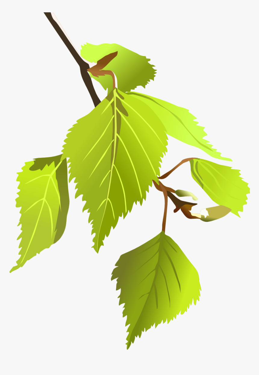 Najpopularniejsze Drzewa Liściaste W Polsce, HD Png Download