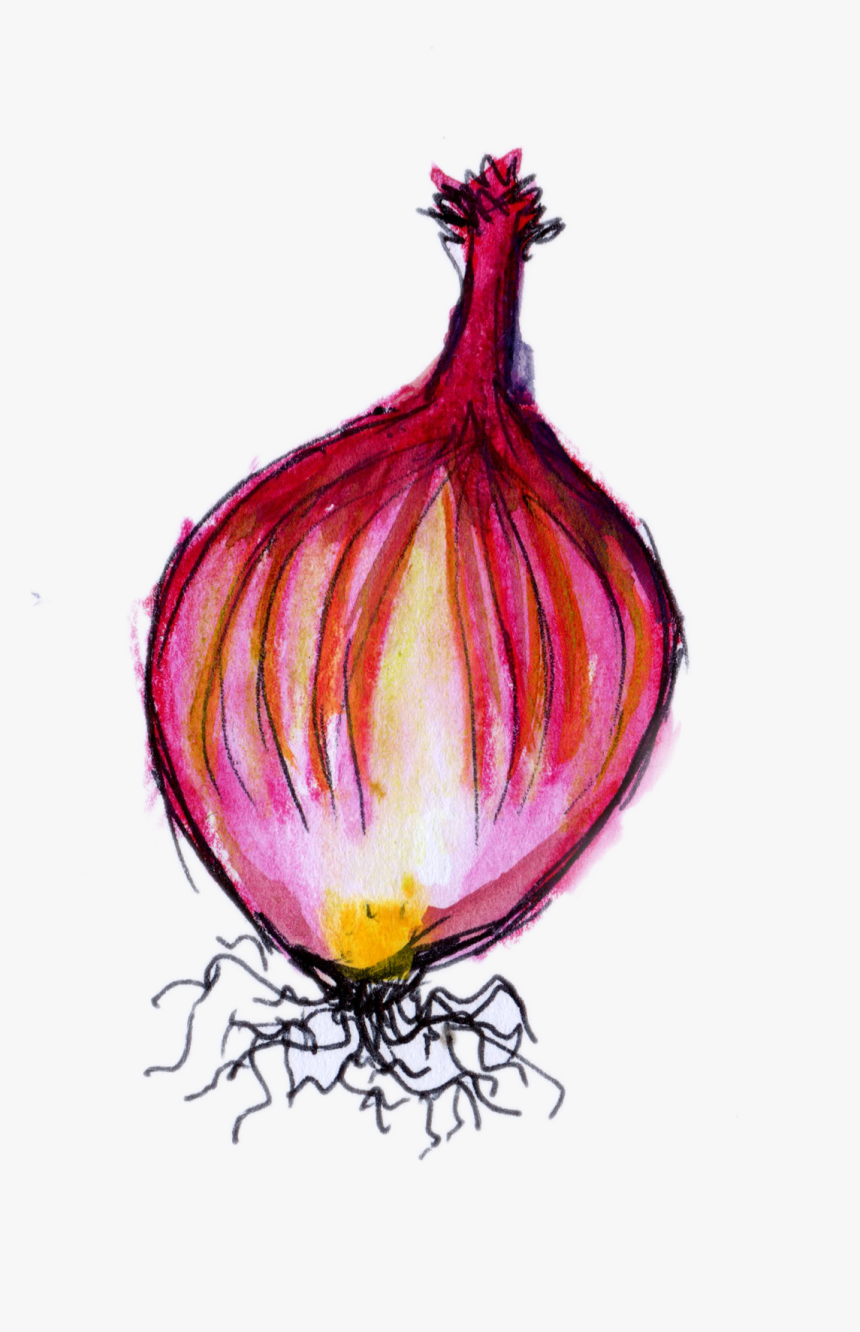 Transparent Onion Png - Red Onion, Png Download
