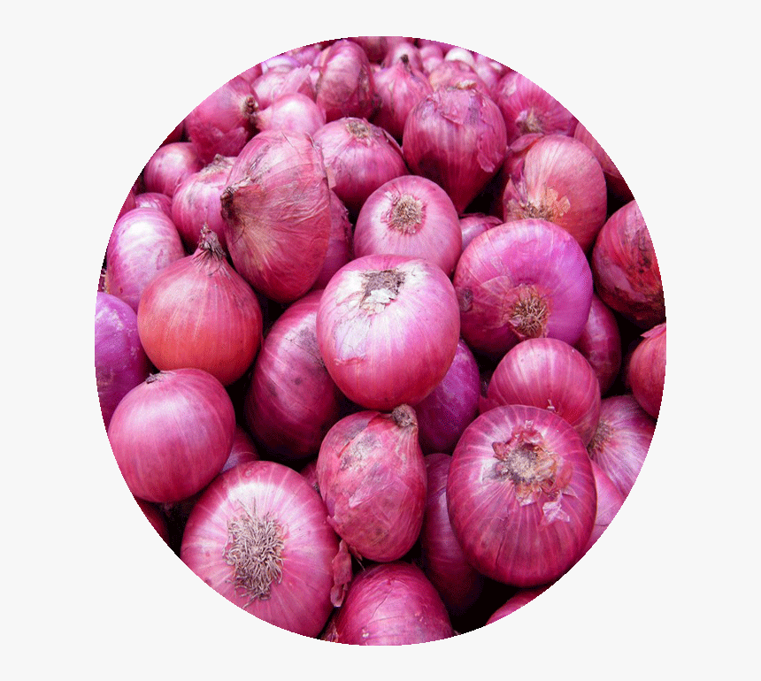 Transparent Onions Clipart - Onion Karnataka, HD Png Download