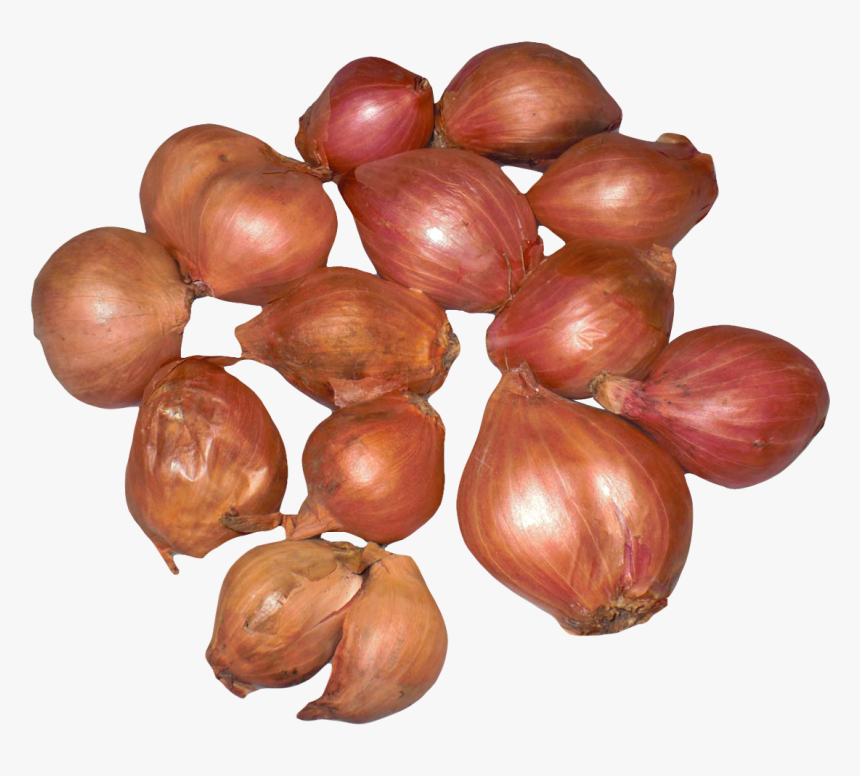 Onion, HD Png Download