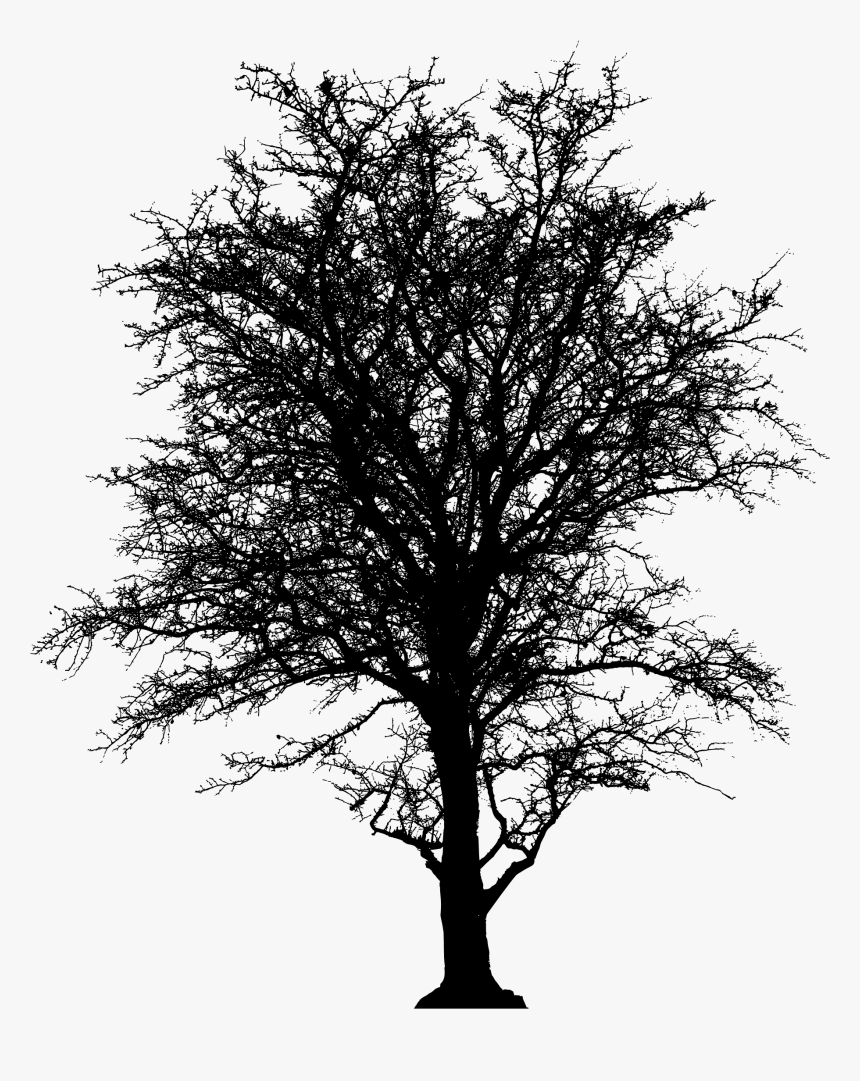 Leafless Barren Tree Silhouette Clip Arts - Barren Tree Png, Transparent Png