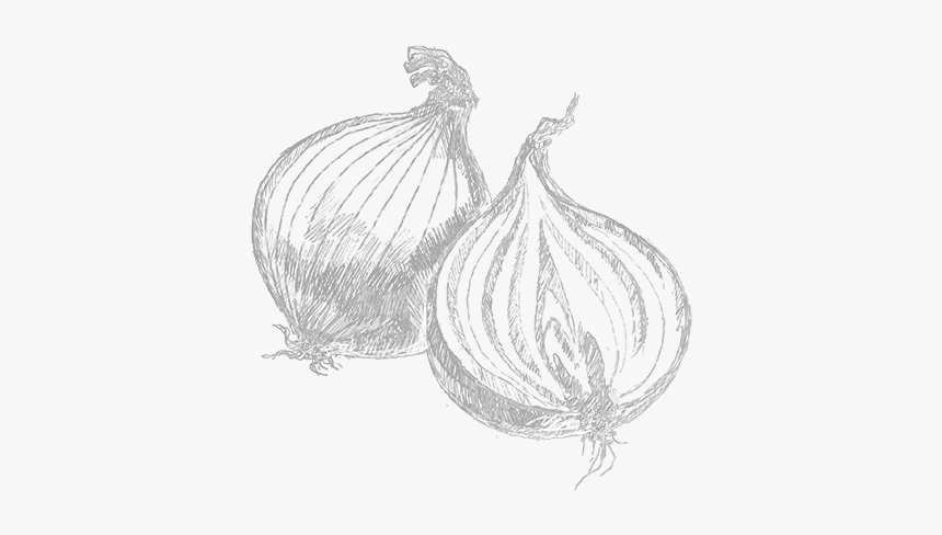 Drawings Of Garlic Transparent, HD Png Download