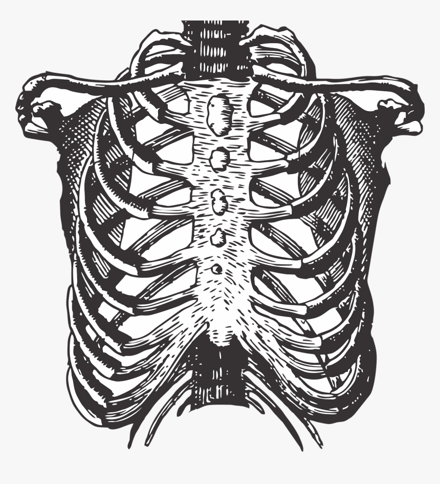 Transparent Png Body Parts - Rews Can You Feel, Png Download