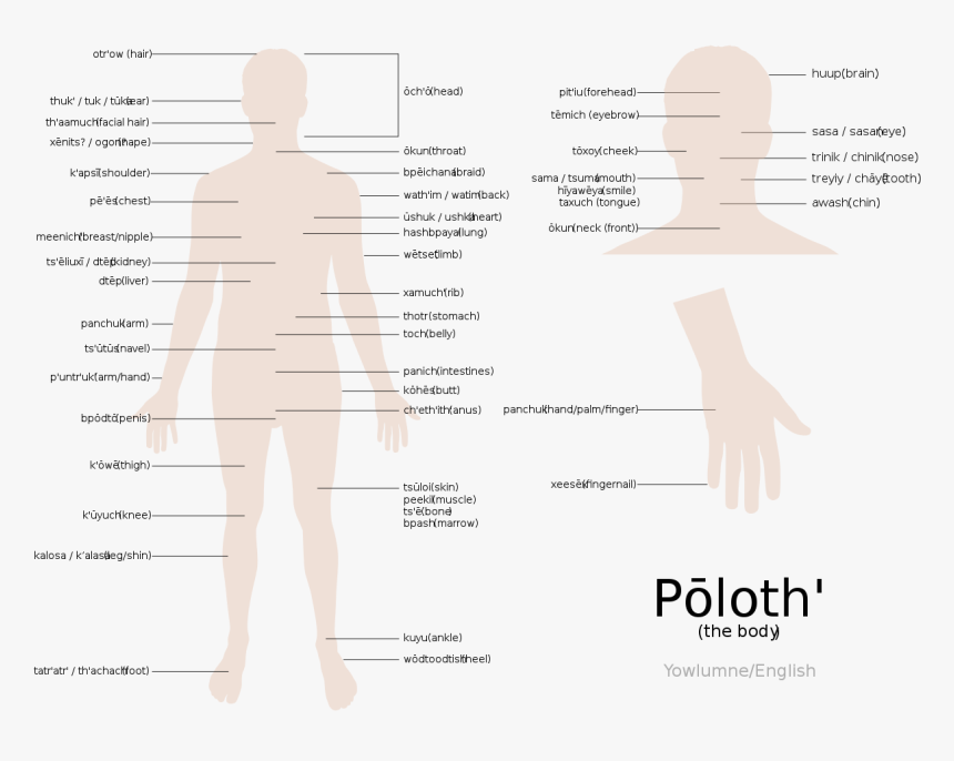 Diagram, HD Png Download
