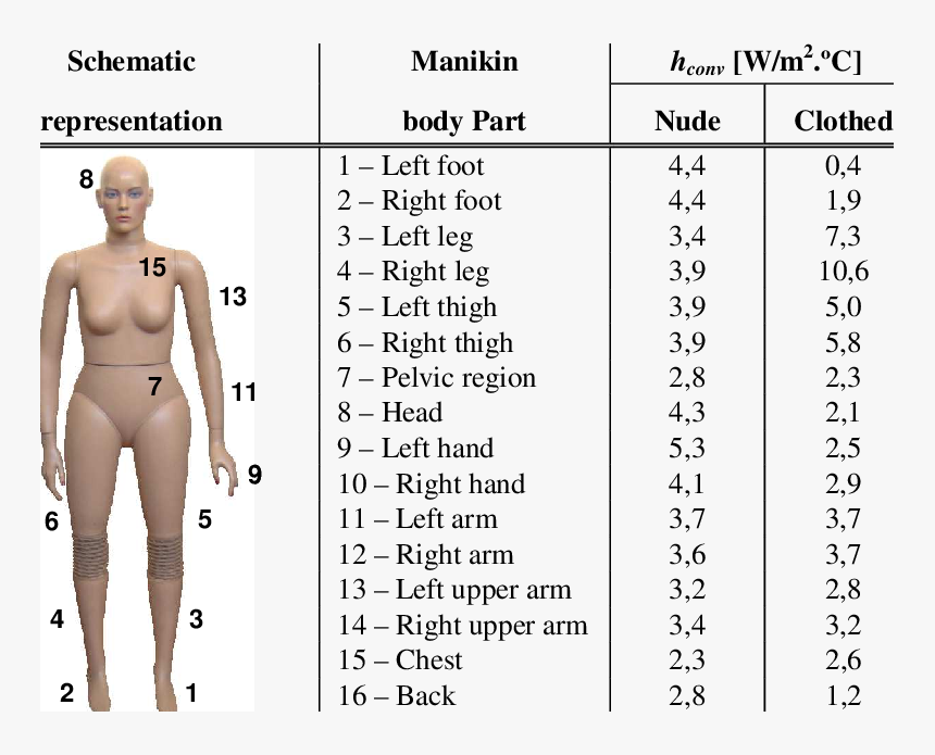Heat Transfer Coefficient Human Body, HD Png Download