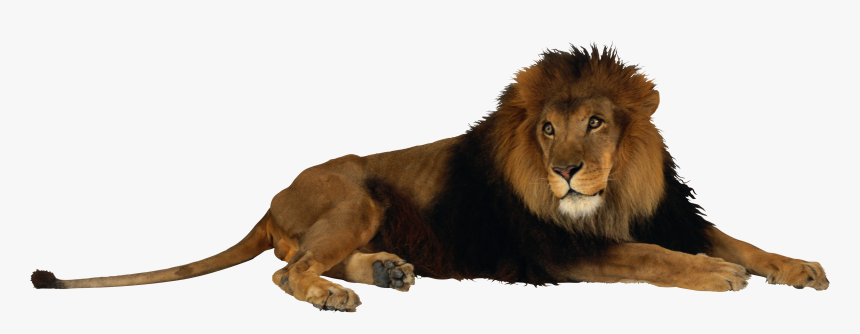 Lion Png Image Clipart - Lion Png, Transparent Png