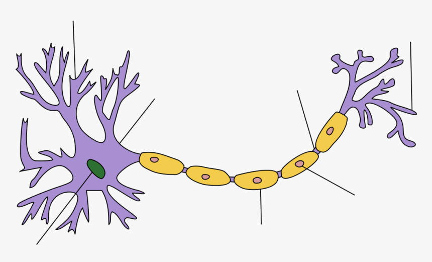 Neuron Clipart Body Cell - Neuron Structure, HD Png Download