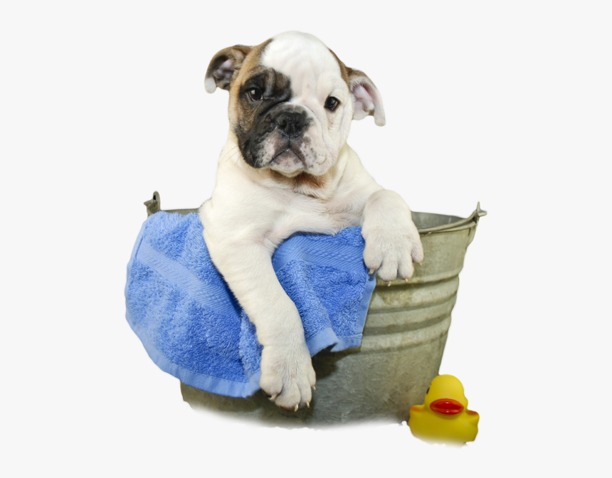 Dog In Bath Transparent, HD Png Download