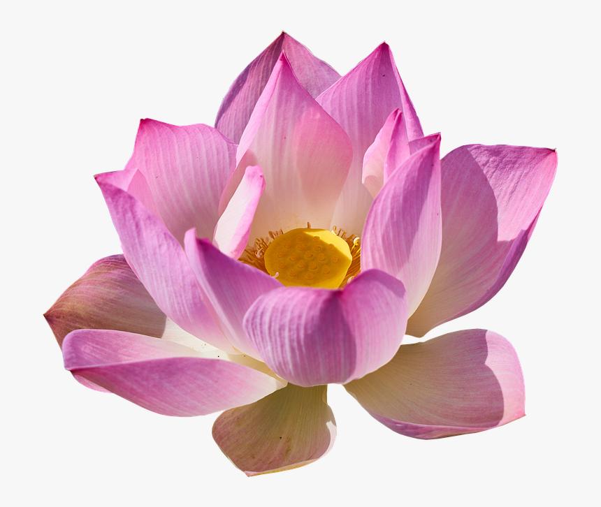 Lotus, Lily, Lotus Png, Lily Png - Lotus Png, Transparent Png