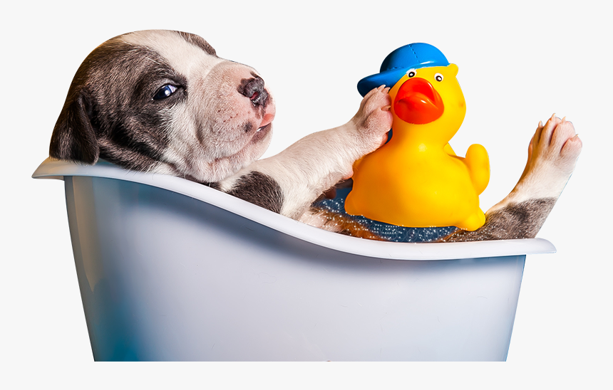 Clip Art Bruno S Bath House - Dog Bath Png, Transparent Png