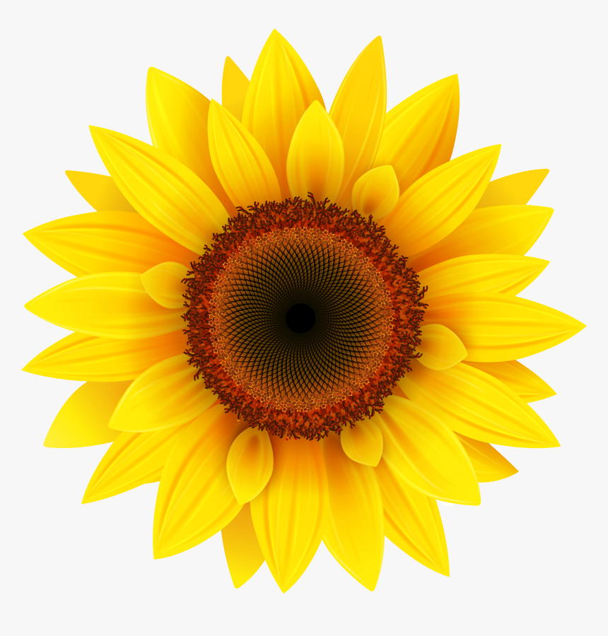 Sunflower Png, Transparent Png