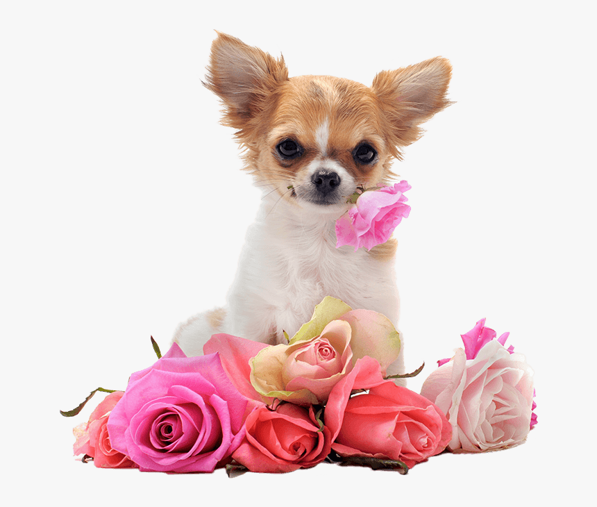 Transparent Jack Russell Terrier Clipart - Cute Chihuahua Backgrounds, HD Png Download